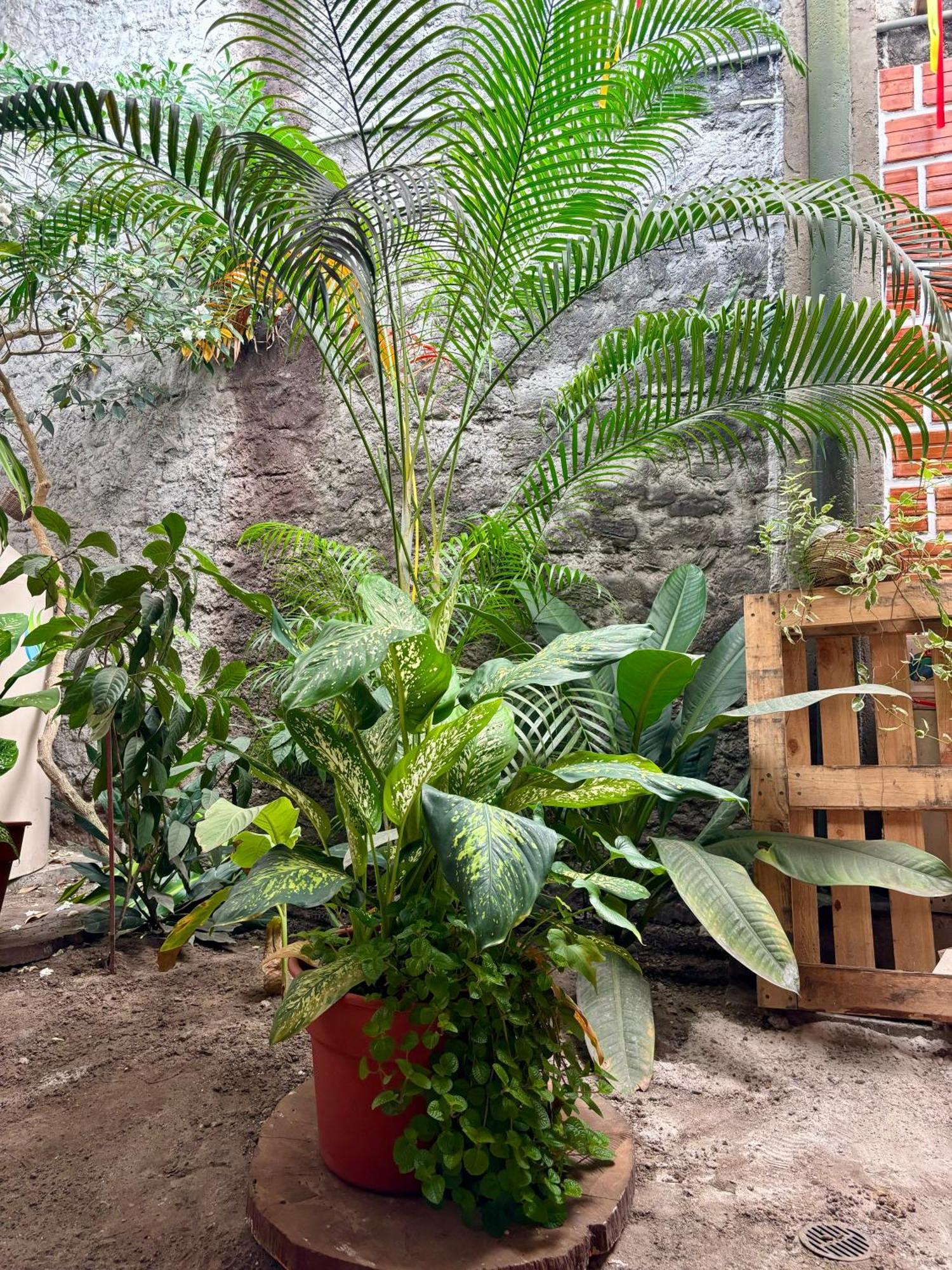 Hospedaje Casa Amazonica Iquitos Esterno foto